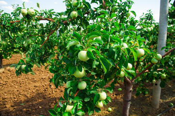 Apples grows on a branch among the green foliage