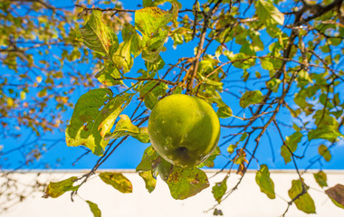 Fruit tree after rain in garden in sunlight in autumn