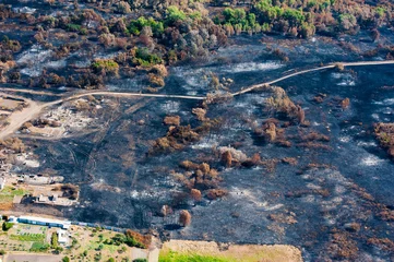 Fotobehang Luchtfoto Scorched trees and grass after the fire. Aerial view  © SGr