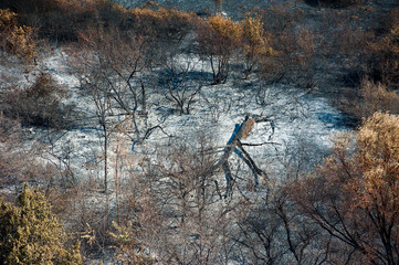 Fototapeta premium Scorched trees and grass after the fire. Aerial view