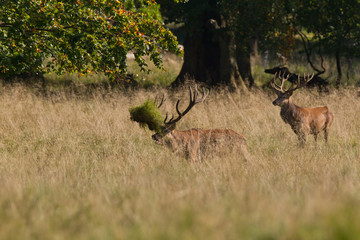 Red deer - Rutting season