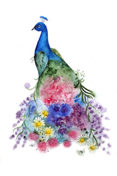 Watercolor Peacock