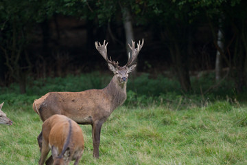 Red deer - Rutting season