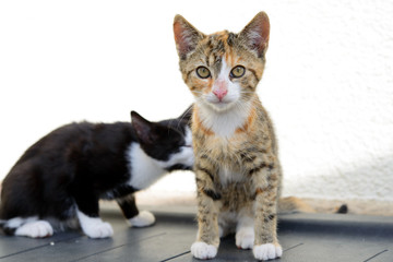 portrait of two cat children