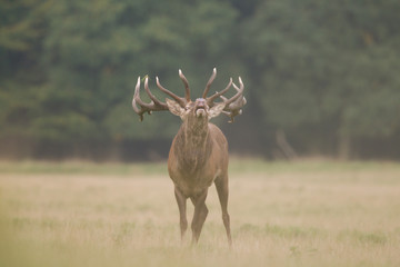 Red deer - Rutting season