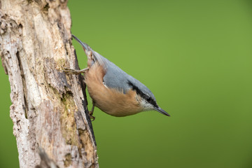 Eurasian nuthatch