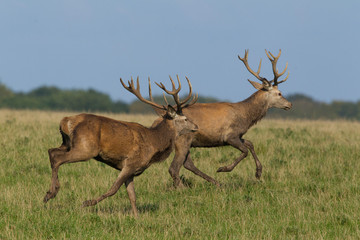 Red deer - Rutting season