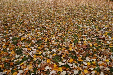 Autumn leaves background - The rustling leaves underfoot 
