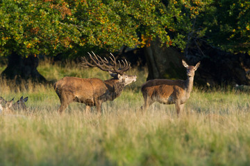 Red deer - Rutting season