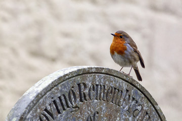European robin perched on a gravestone in a cemetery