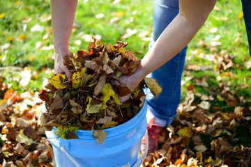 dispose fall leaves