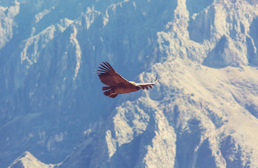 Condor
