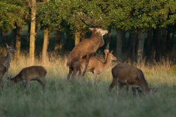 Fototapeta na wymiar Red deer - Rutting season