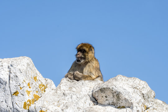  Barbary macaque at the rock of gibraltar