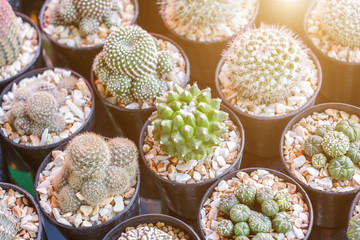 Cactus or succulents in plastic pot at tree market for decoration and landscape idea concept design.