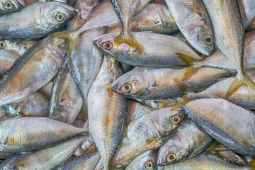 Fresh Mackerel fish