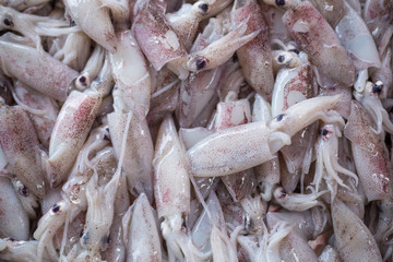 Whiteraw squid seafood