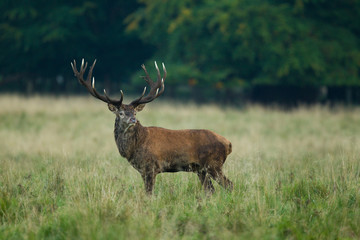 Red deer - Rutting season