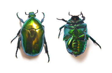 rose beetle, cetonia aurata