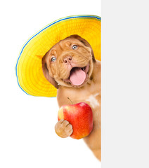 Funny puppy in summer hat with apple above white banner. isolated on white background