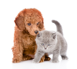 Puppy and  kitten sitting together. isolated on white background
