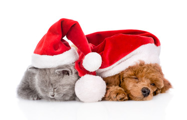 Obraz na płótnie Canvas Tiny kitten and Poodle puppy in red christmas hats sleeping together. isolated on white background
