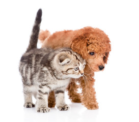 Poodle puppy and tabby kitten walking together. isolated on white background