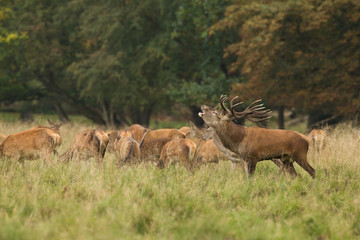 Red deer - Rutting season