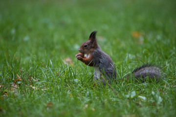 Squirrel caught up with a big nut in the mouth (in profile)