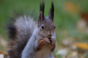 Naklejka na ściany i meble Squirrel eating a nut (closeup)