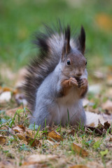 Naklejka na ściany i meble Squirrel eating a nut among autumn leaves