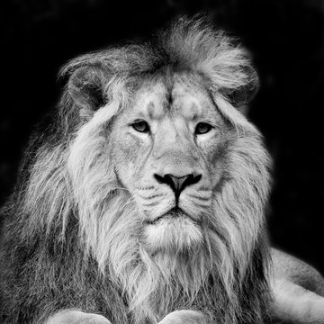 Beautiful portrait of Asiatic Lion Panthera Leo Persica in black and white