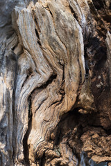 Bark of olive tree