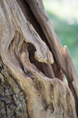 Olive tree trunk © Dmytro Surkov