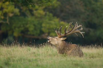 Red deer - Rutting season