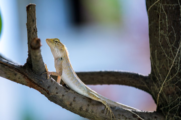 chameleon on the tree