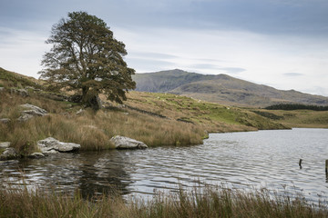 Evening landscape image of Llyn y Dywarchen lake in Autumn in Snowdonia National Park