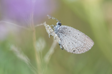 Beautiful nature scene with butterfly Short-tailed Blue (Cupido argiades). Macro shot of butterfly on the grass.