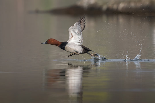 Beautiful nature scene with bird Common Pochard (Aythya ferina). Wildlife shot of bird on the pond. Bird in the nature habitat.