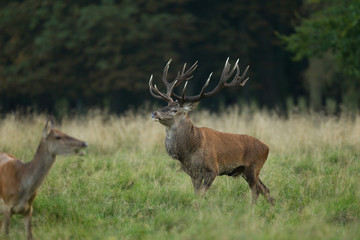 Red deer - Rutting season
