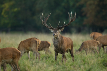 Red deer - Rutting season