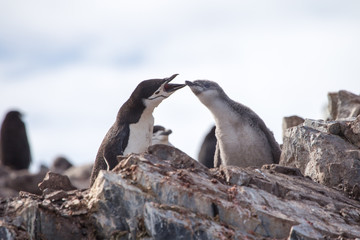 A chinstrap penguin and its chick in the south shetland islands, antarctica.