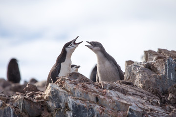 A chinstrap penguin and its chick in the south shetland islands, antarctica.