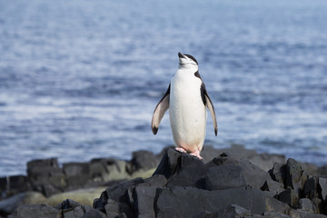 A chinstrap penguin takes in the sunshine in the South Shetland Islands, Antarctica.