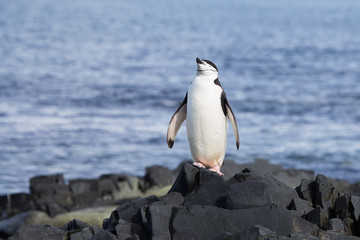A chinstrap penguin takes in the sunshine in the South Shetland Islands, Antarctica. © robert