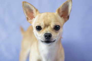 Indoor portrait of creamy curious Chihuahua puppy against blue background