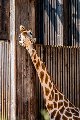 La Girafe © Gerald Villena