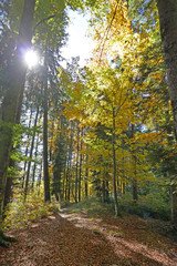 herbstwald auf dem längenberg, bern, schweiz 
