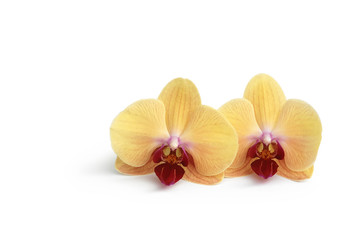 Fototapeta na wymiar Orchideenblüten auf weißem Hintergrund