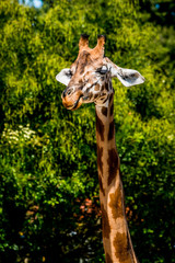 La Girafe © Gerald Villena